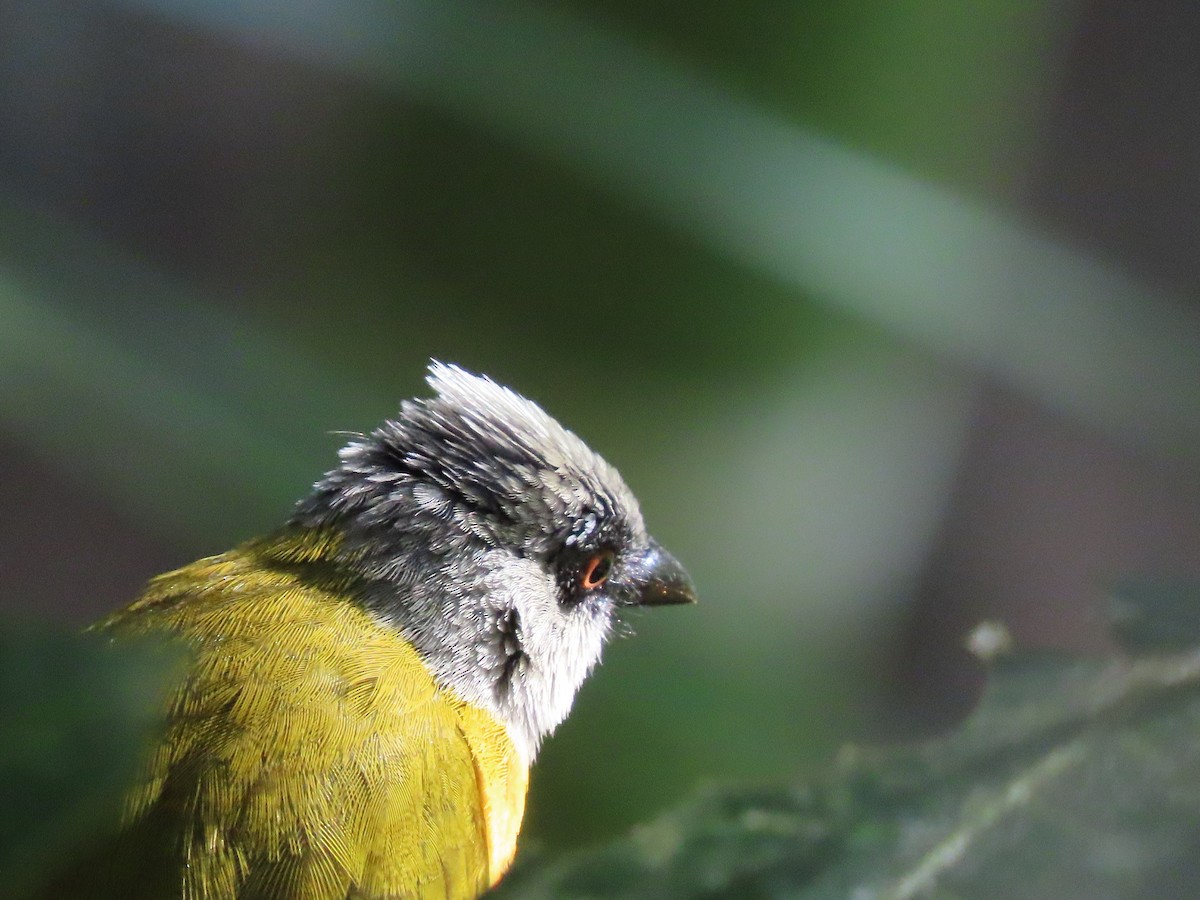 Gray-headed Tanager - ML645592929