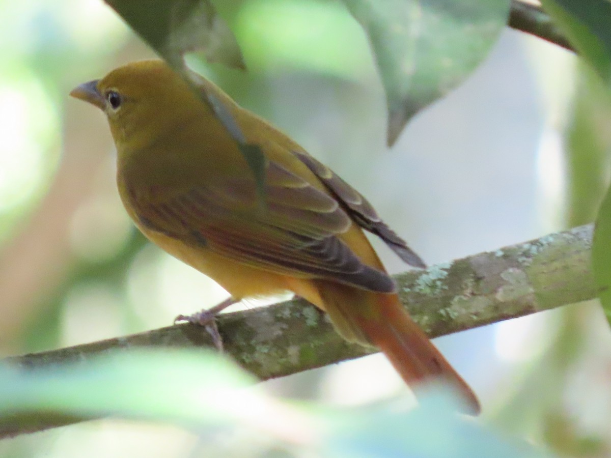 Summer Tanager - ML645592938
