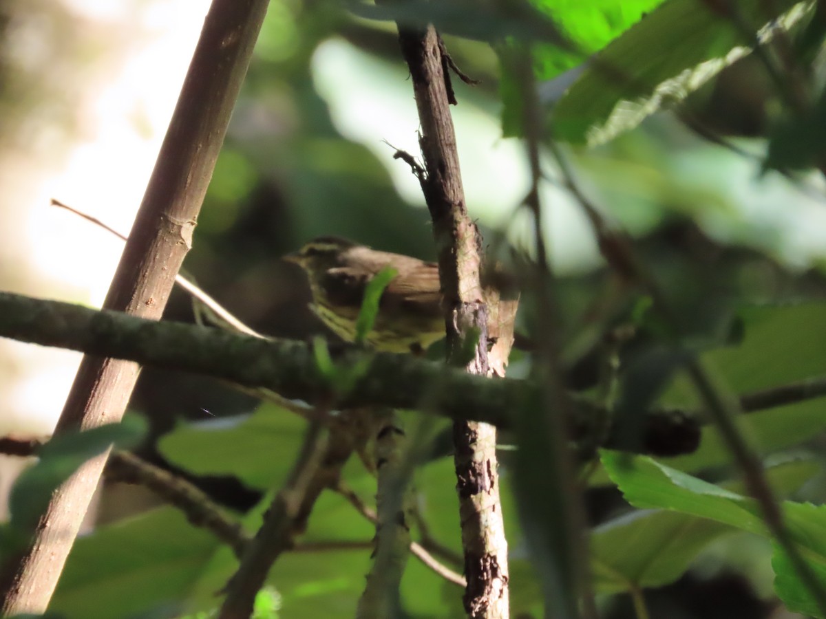 Northern Waterthrush - ML645592943