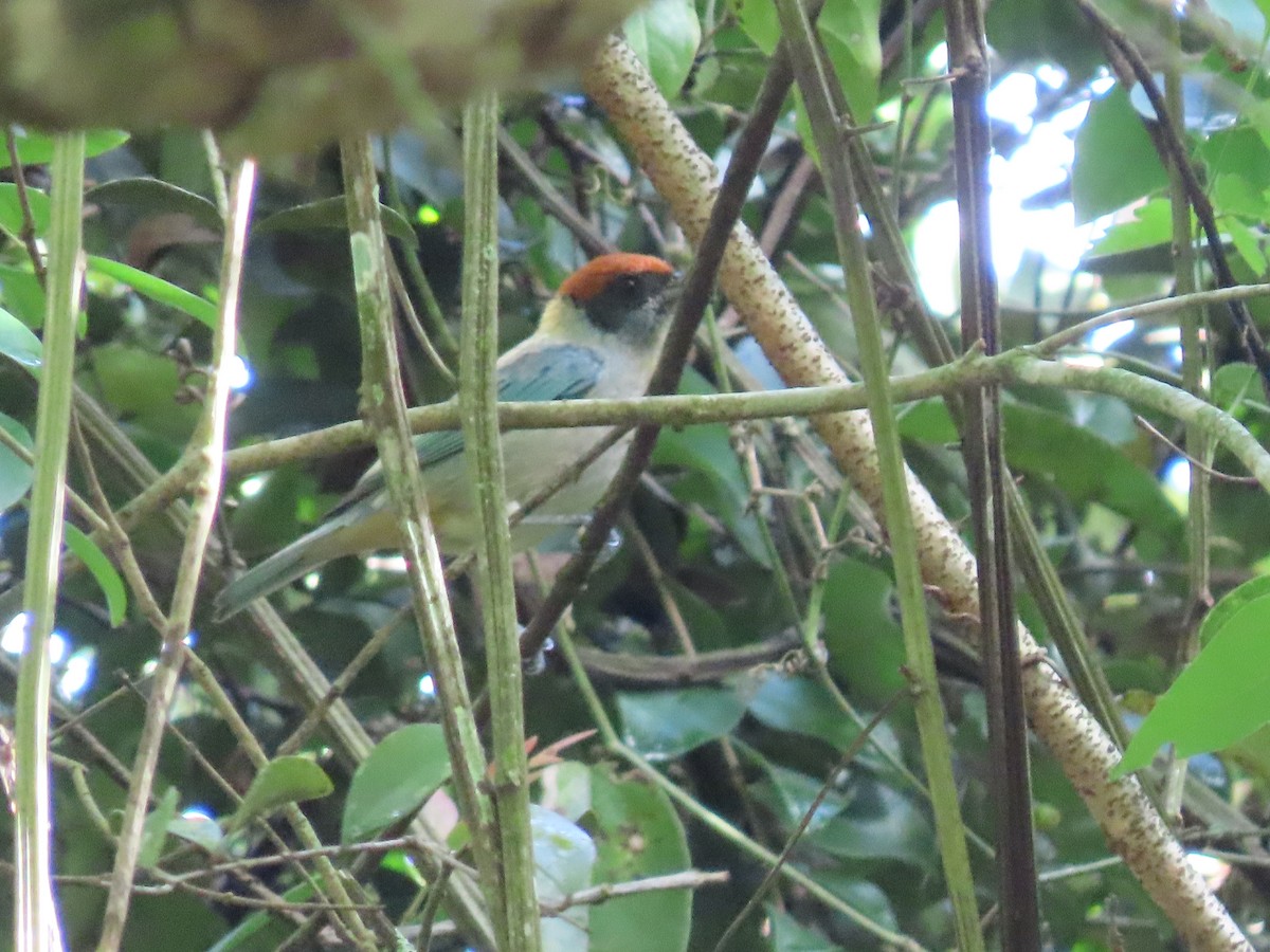 Scrub Tanager - ML645592948