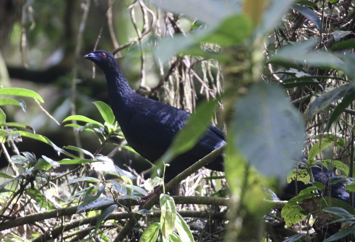 Schwarzguan - ML645592955