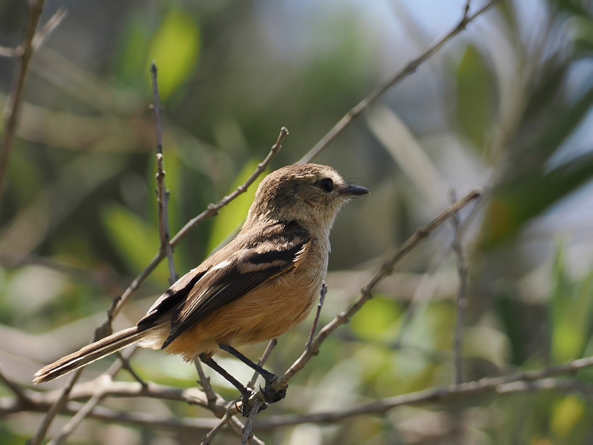 Rufescent Flycatcher - ML645592957