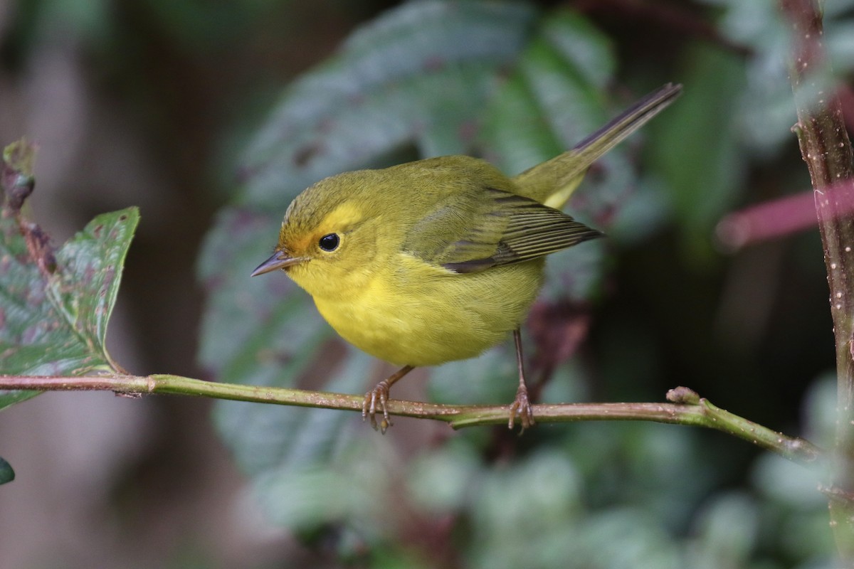 Wilson's Warbler - ML645592967