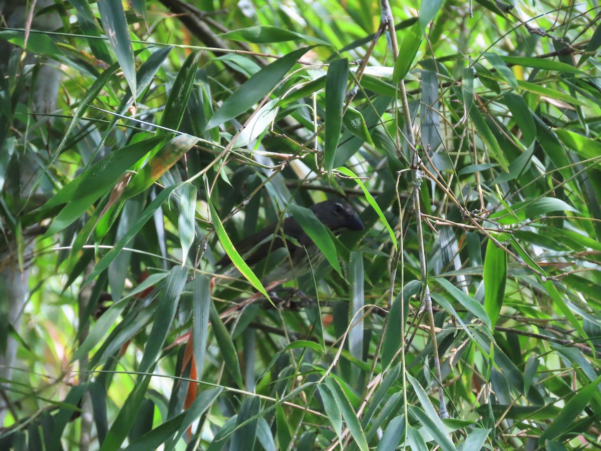 Streaked Saltator - ML645592971