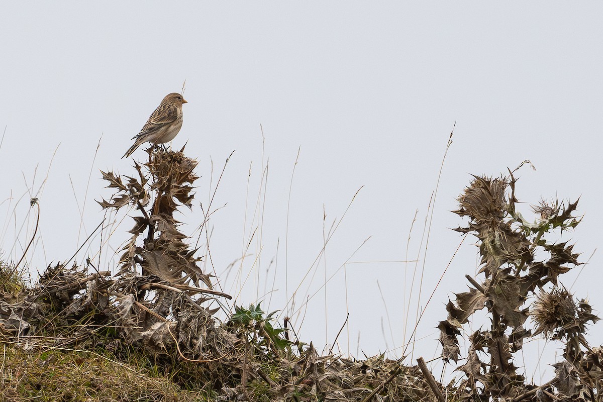 Twite - ML645592972