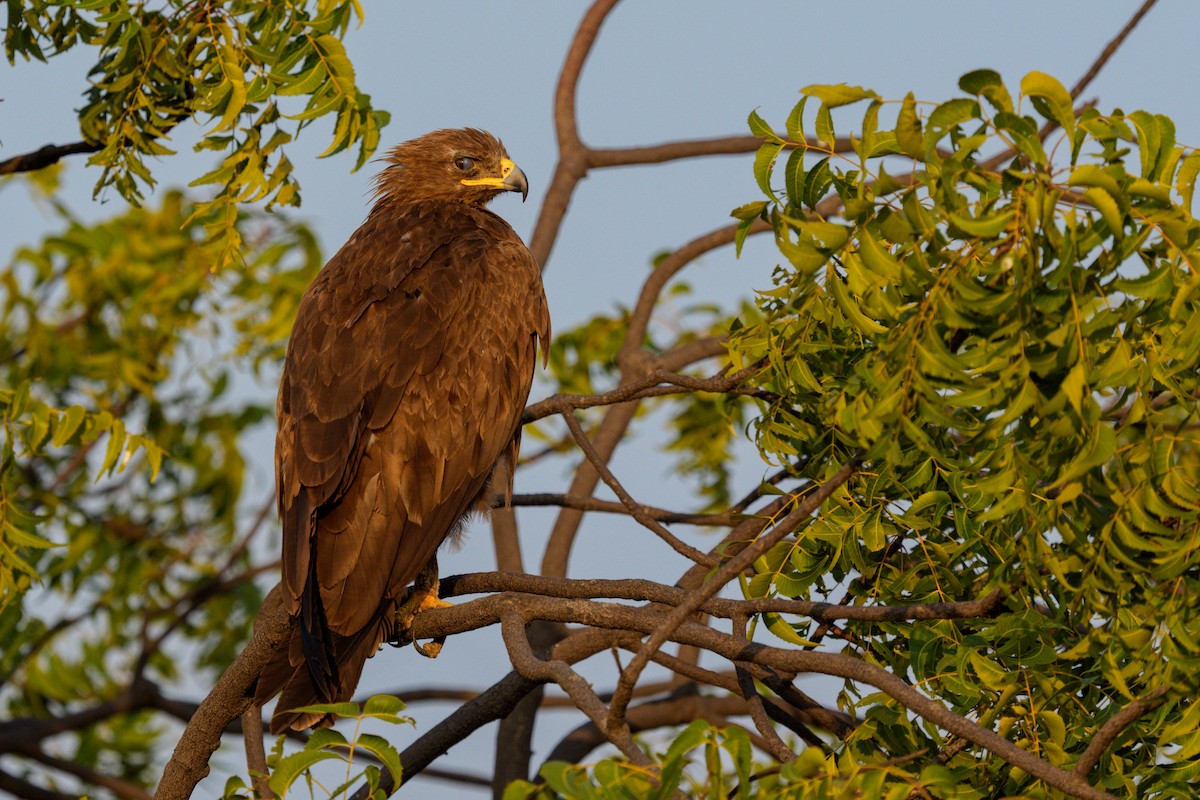 orel volavý - ML645592974