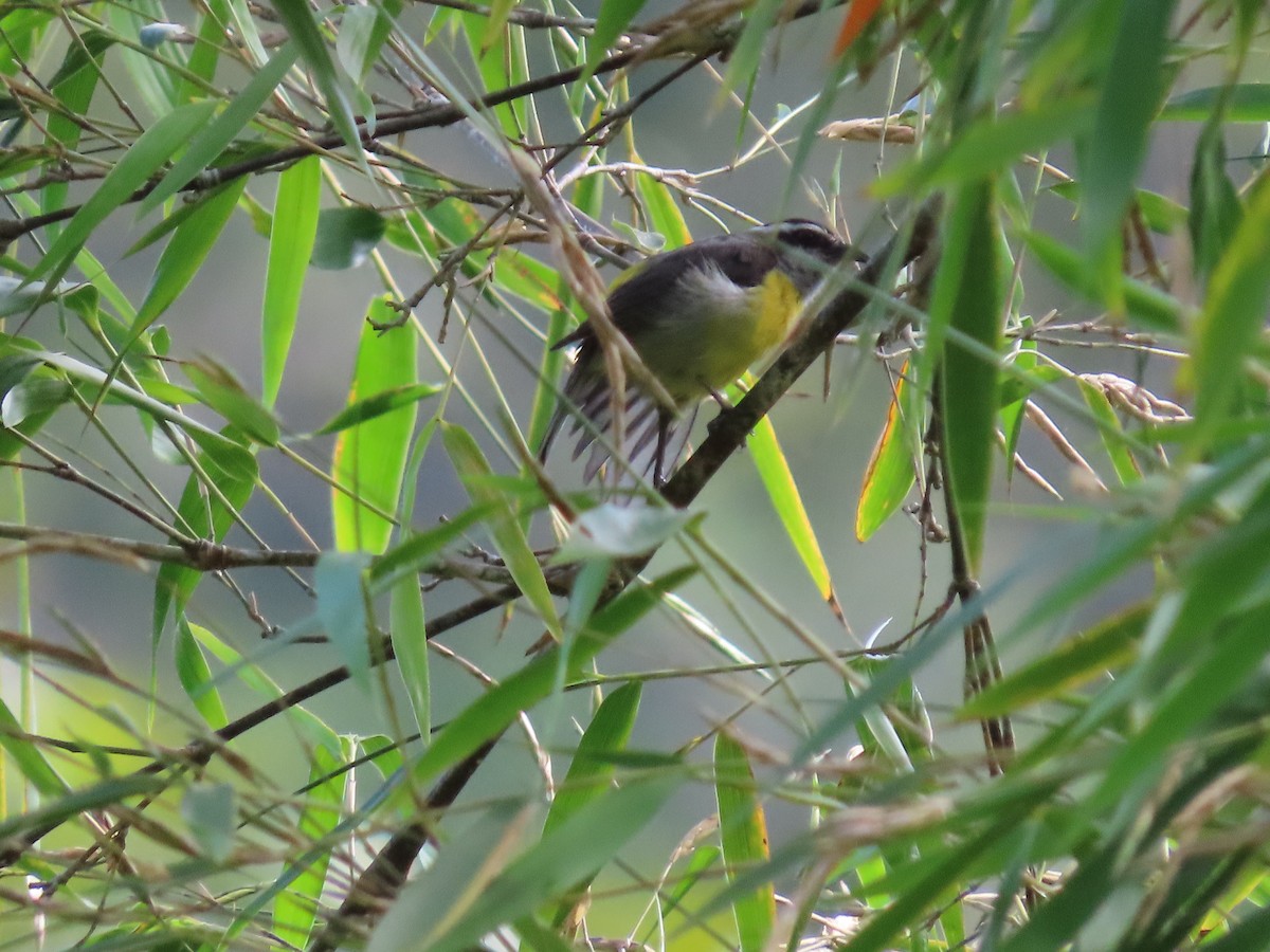 Bananaquit - ML645592976