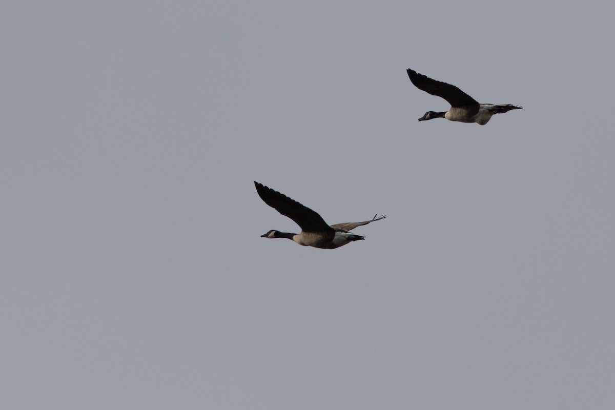 Branta kanadar handia - ML645592981