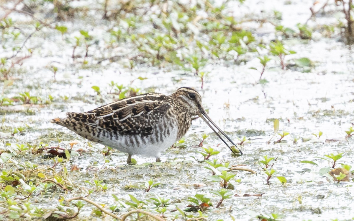 Wilson's Snipe - ML645592989