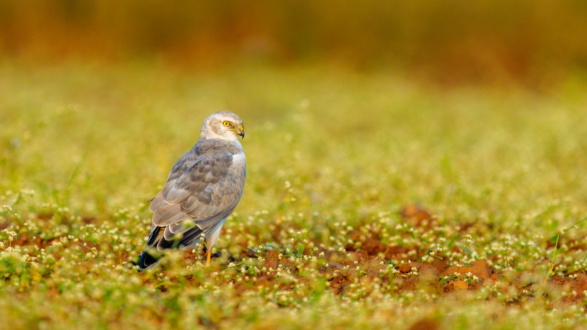 Aguilucho Papialbo - ML645592997