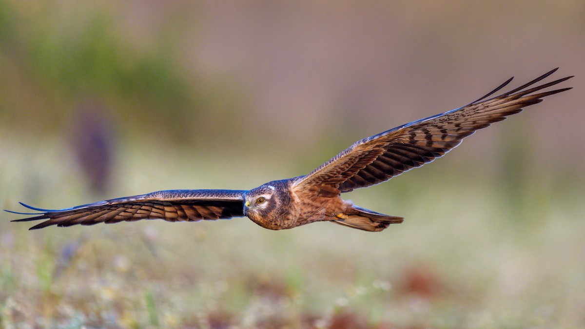 Aguilucho Papialbo - ML645592998