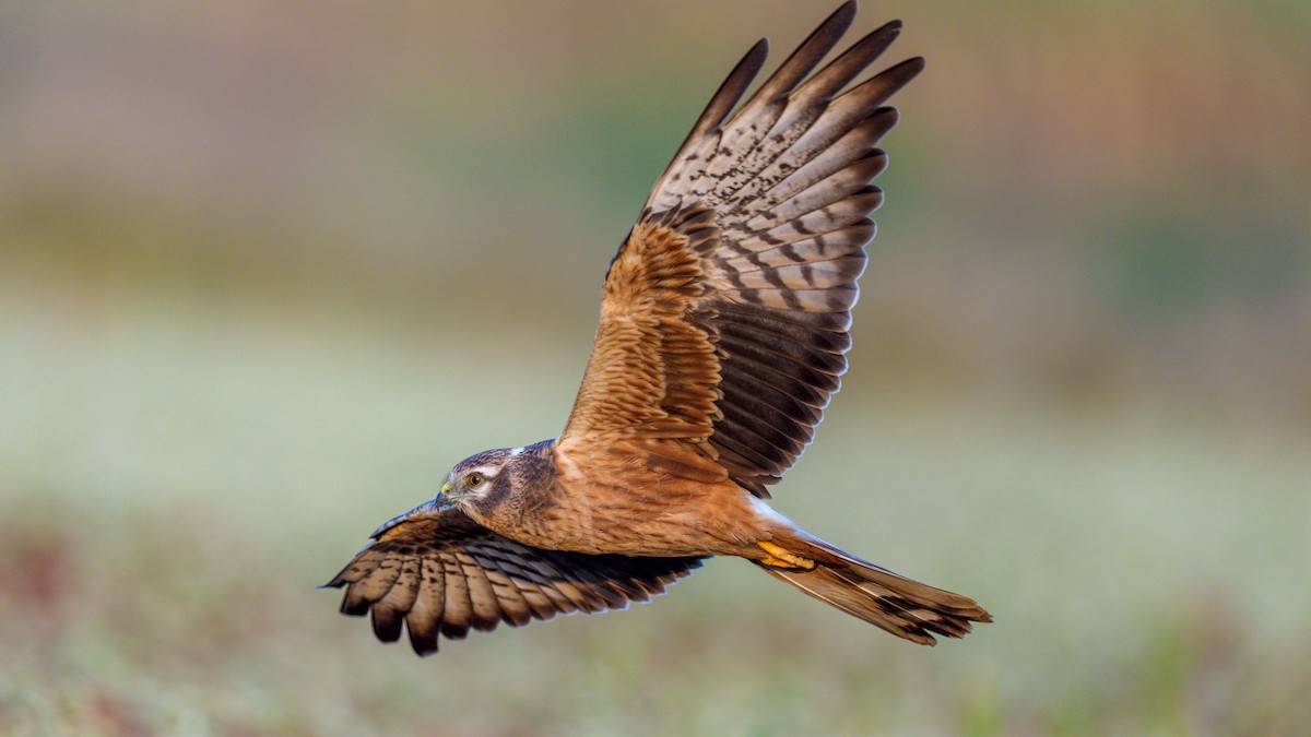 Aguilucho Papialbo - ML645592999