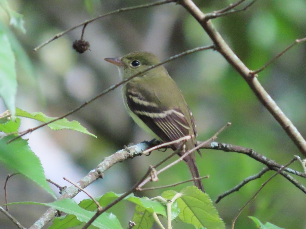 Acadian Flycatcher - ML645593000