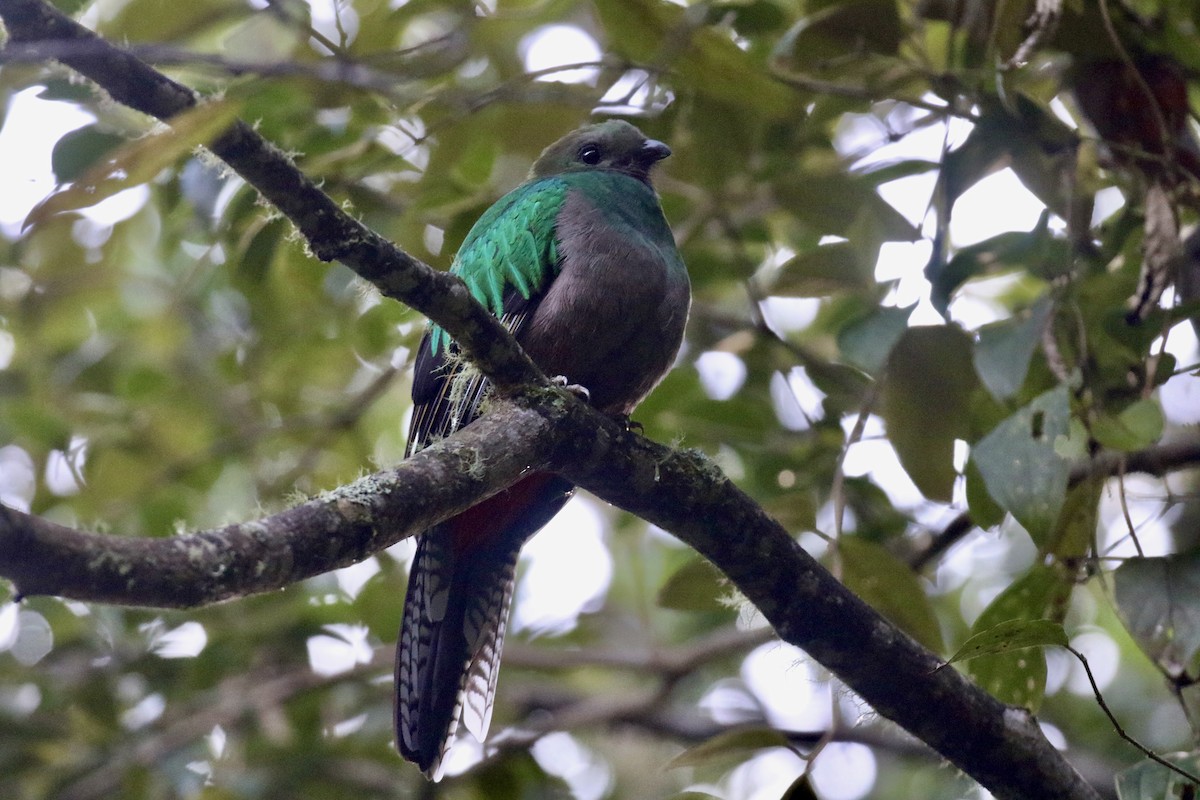Resplendent Quetzal - ML645593001