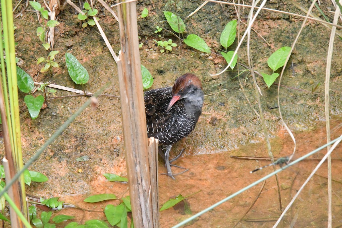 chřástal proužkovaný - ML645593012