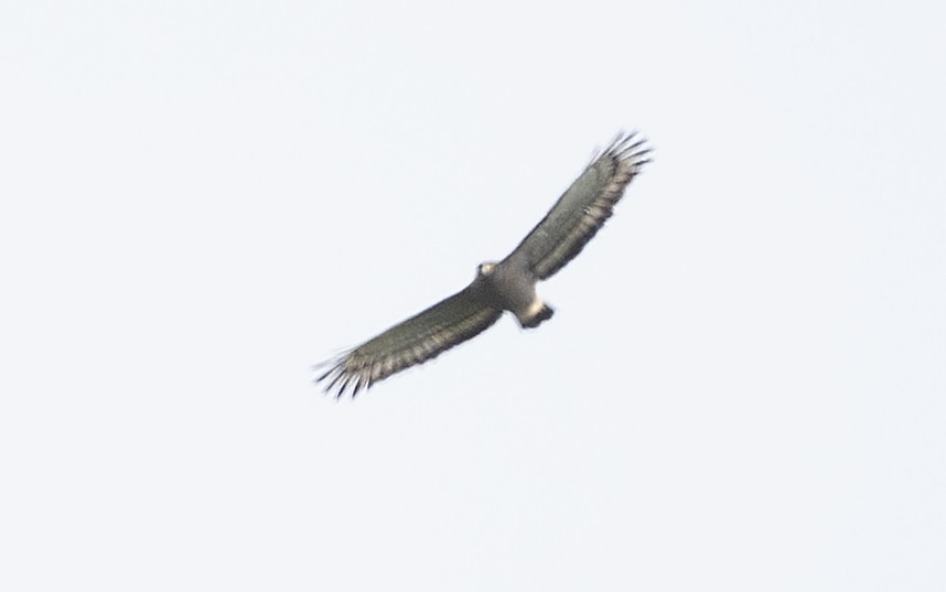 Crested Serpent-Eagle - ML645593013