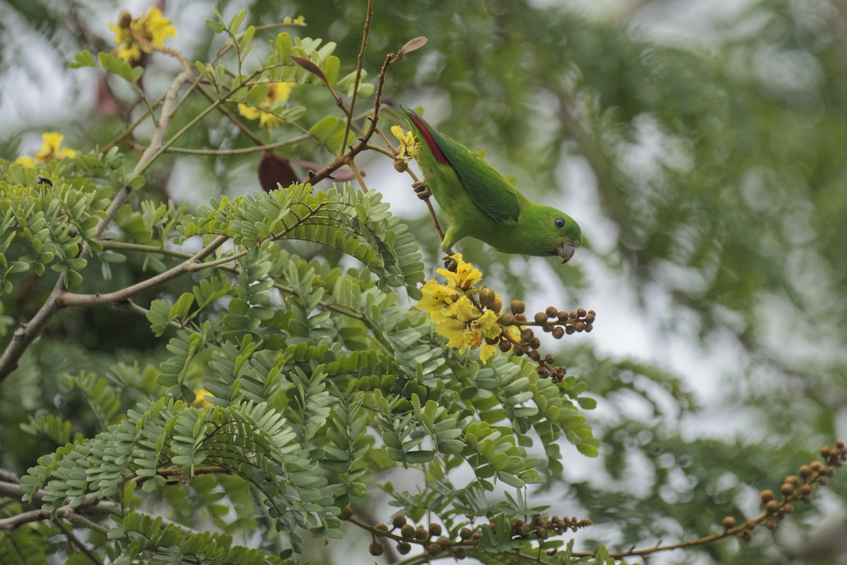 Blue-crowned Hanging-Parrot - ML645593015