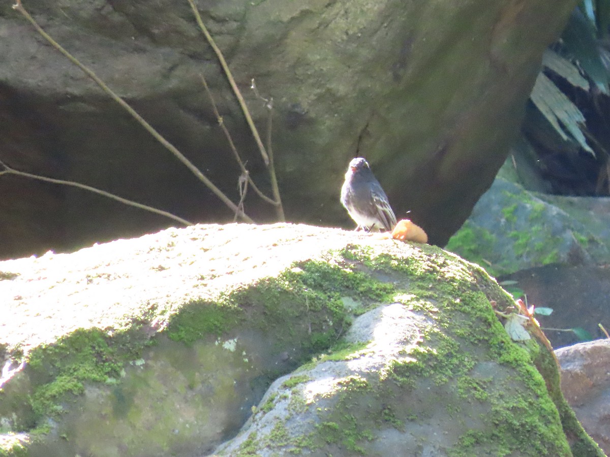 Black Phoebe - ML645593016