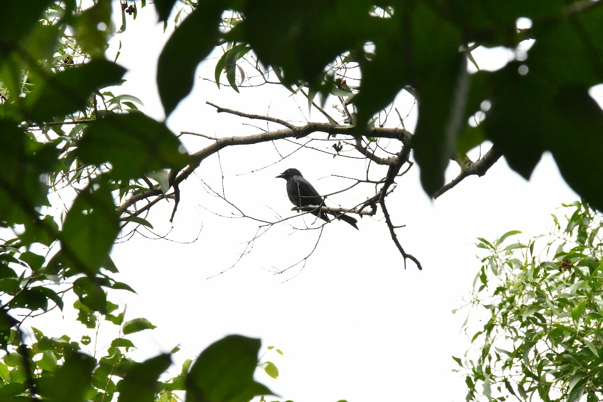 drongo vraní - ML645593018