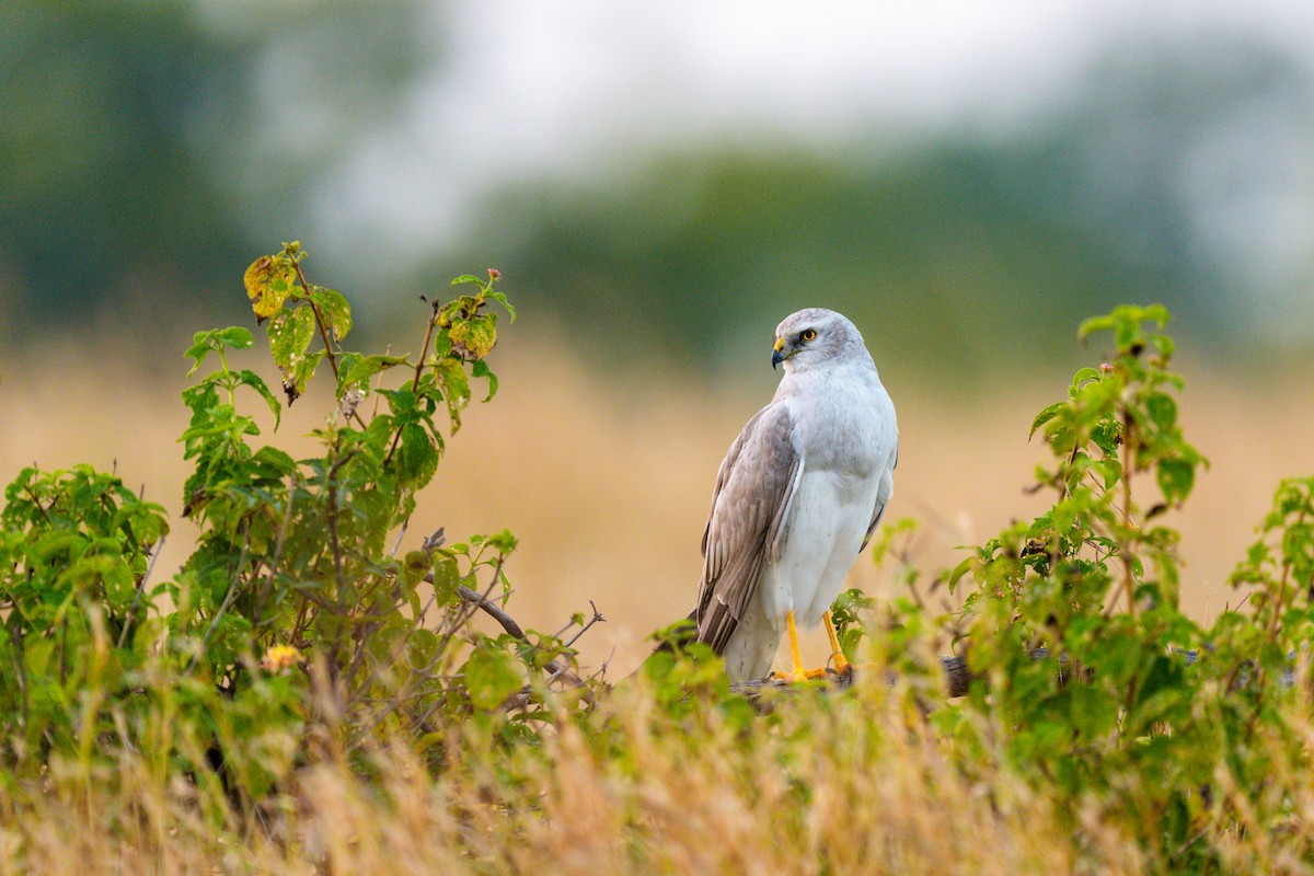 Aguilucho Papialbo - ML645593027