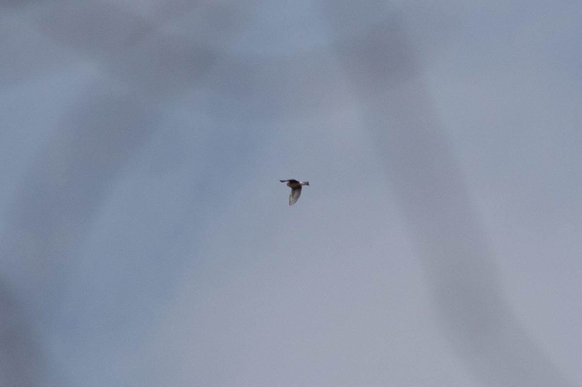 Eastern Bluebird - ML645593030