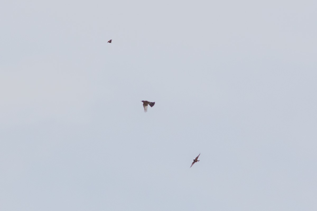 Странствующий дрозд - ML645593038