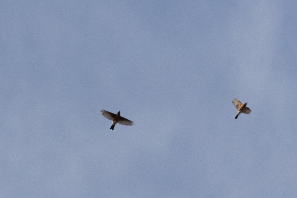 Странствующий дрозд - ML645593039