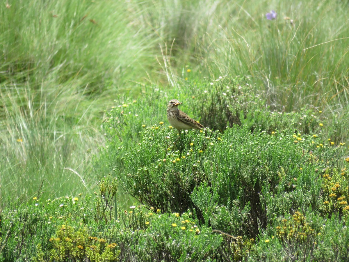 Mountain Pipit - ML645593051