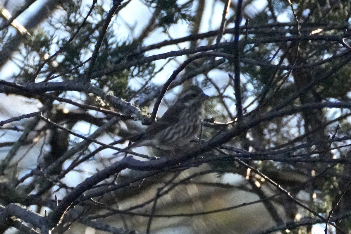 Purple Finch - ML645593052