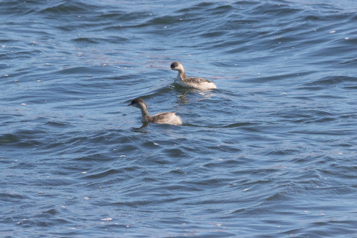 Hoary-headed Grebe - ML645593053