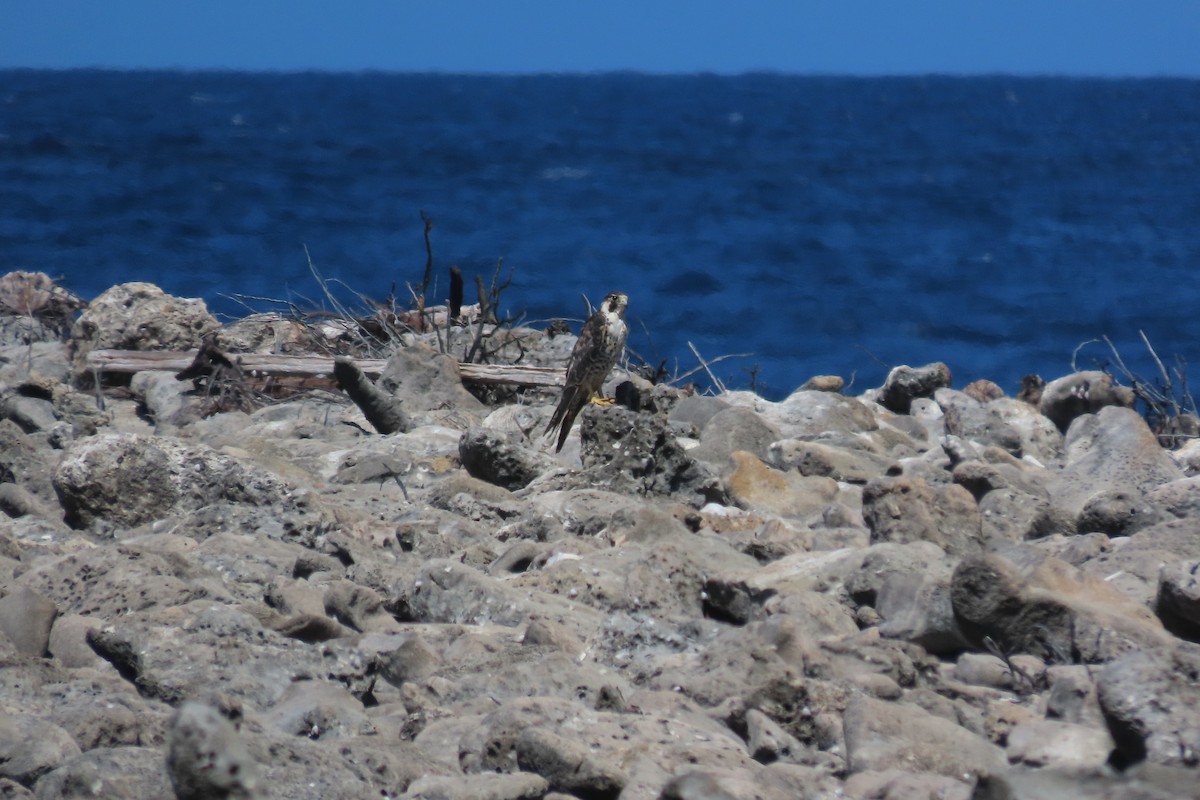 Peregrine Falcon - ML645593054