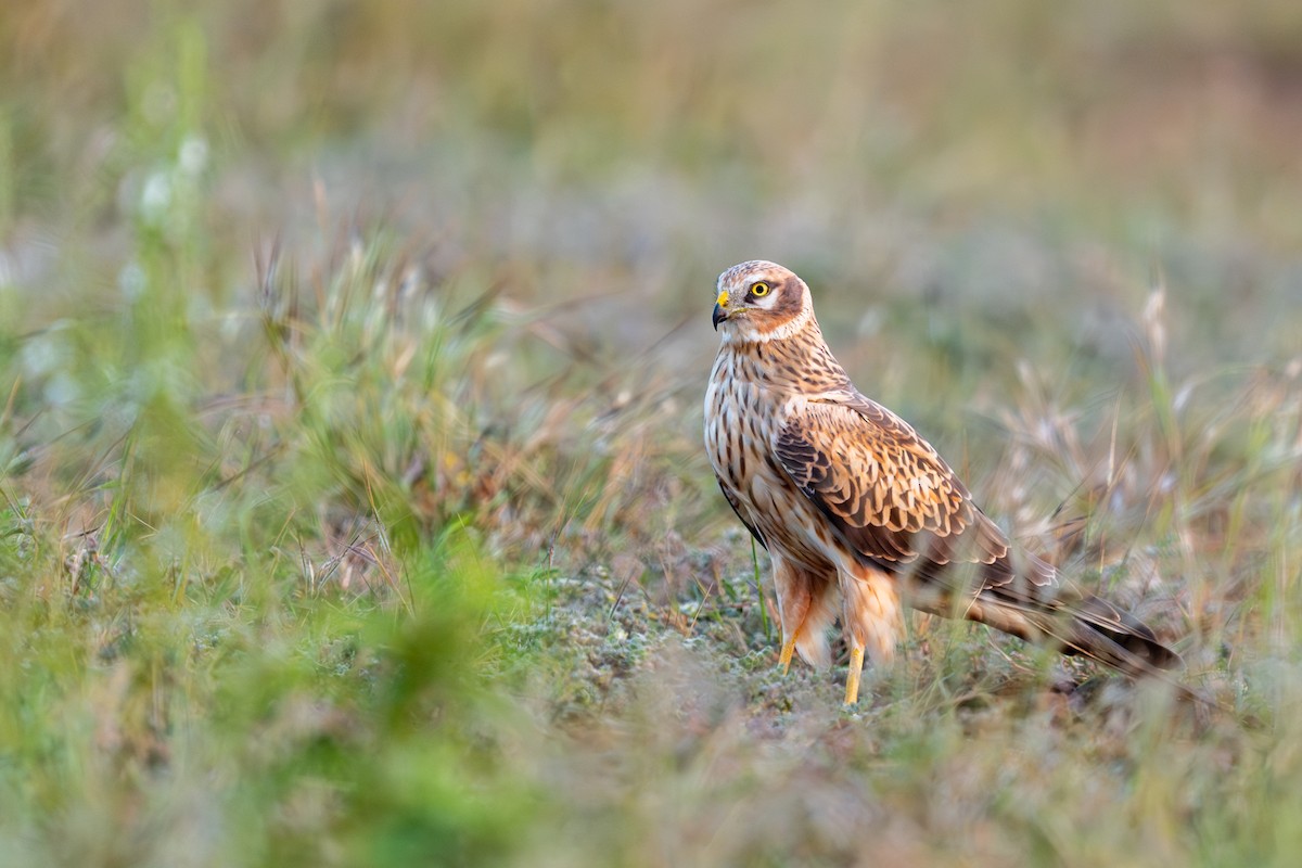 Montagu's Harrier - ML645593055
