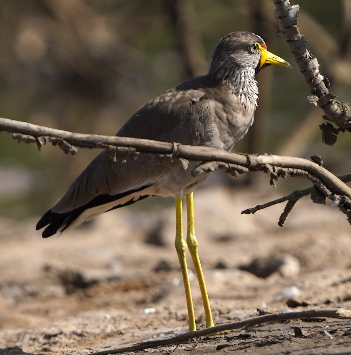 Wattled Lapwing - ML645593056