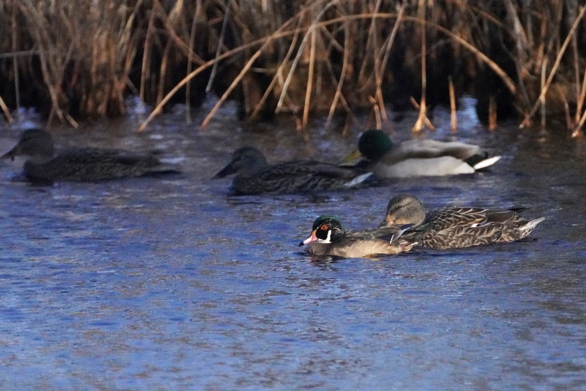 Wood Duck - ML645593058