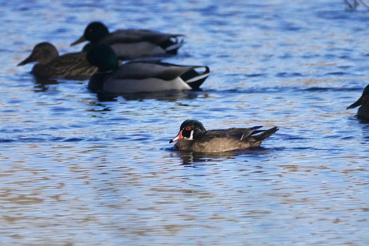 Wood Duck - ML645593059
