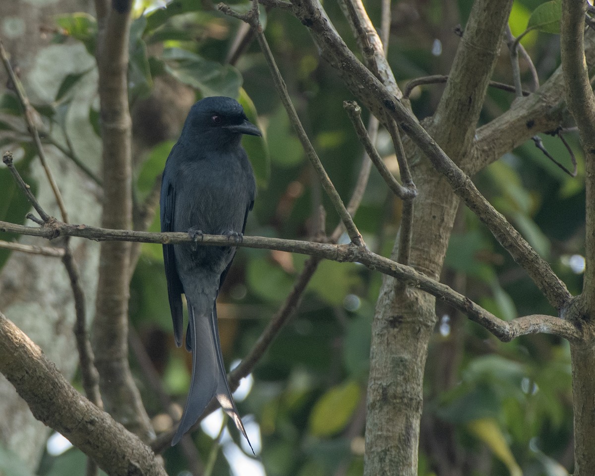 Ashy Drongo - ML645593060