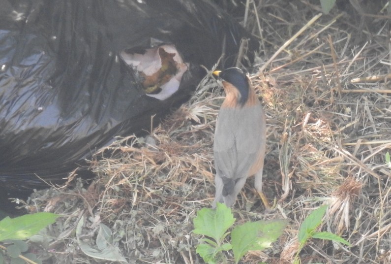 Brahminy Starling - ML645593061