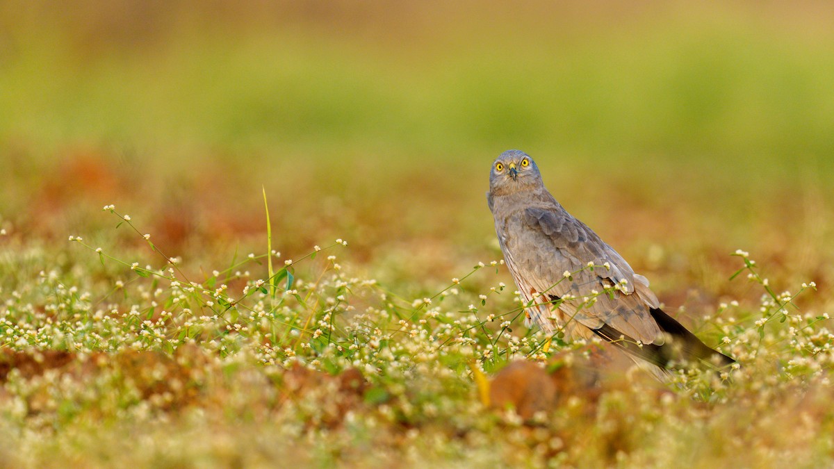 Montagu's Harrier - ML645593063