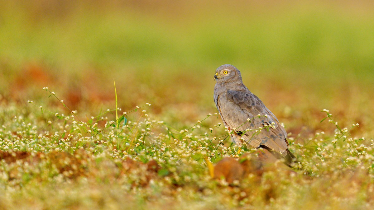 Montagu's Harrier - ML645593064