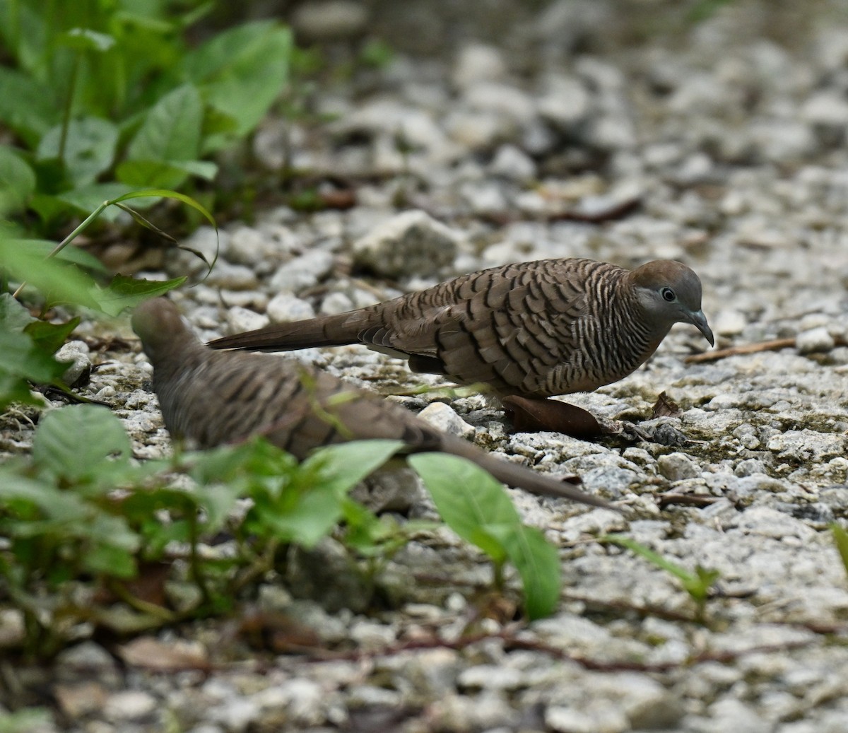 Zebra Dove - ML645593065
