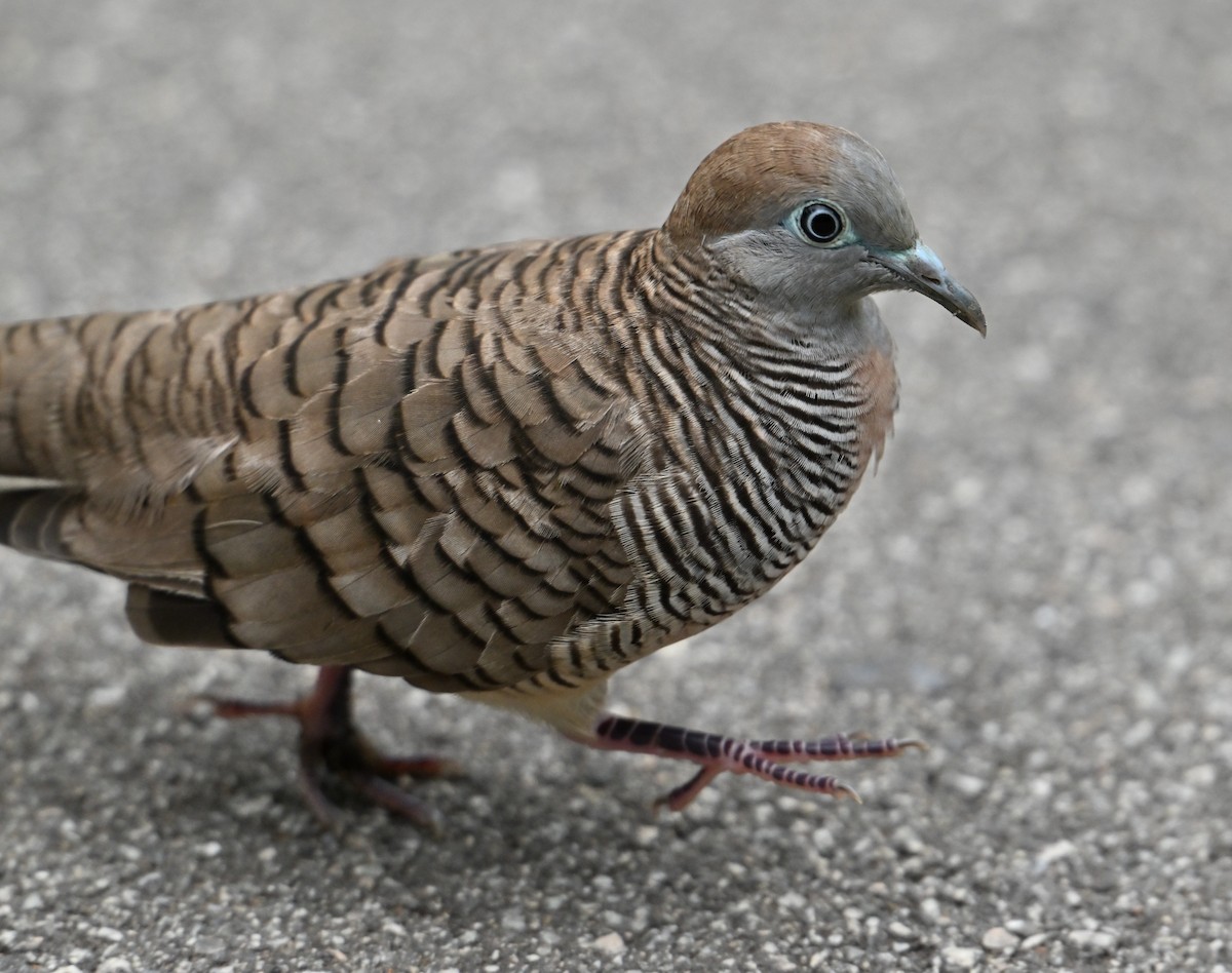 Zebra Dove - ML645593066
