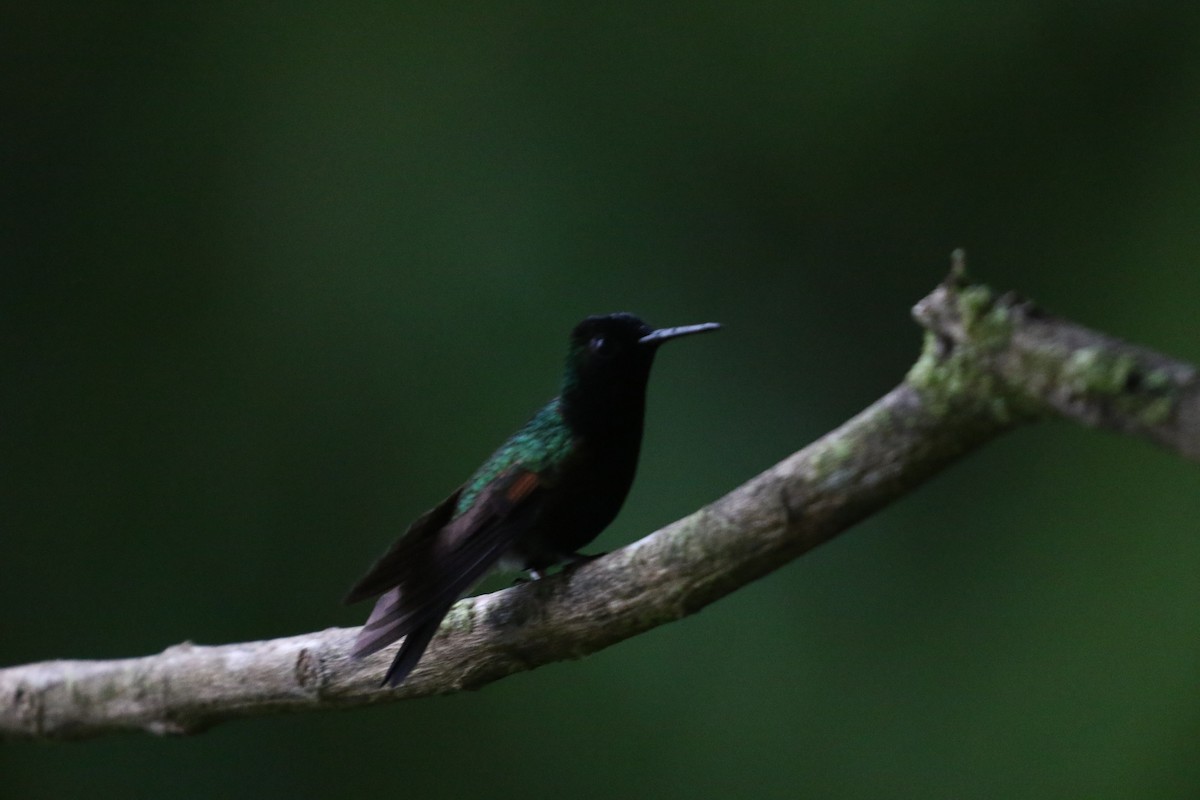 Black-bellied Hummingbird - ML645593067