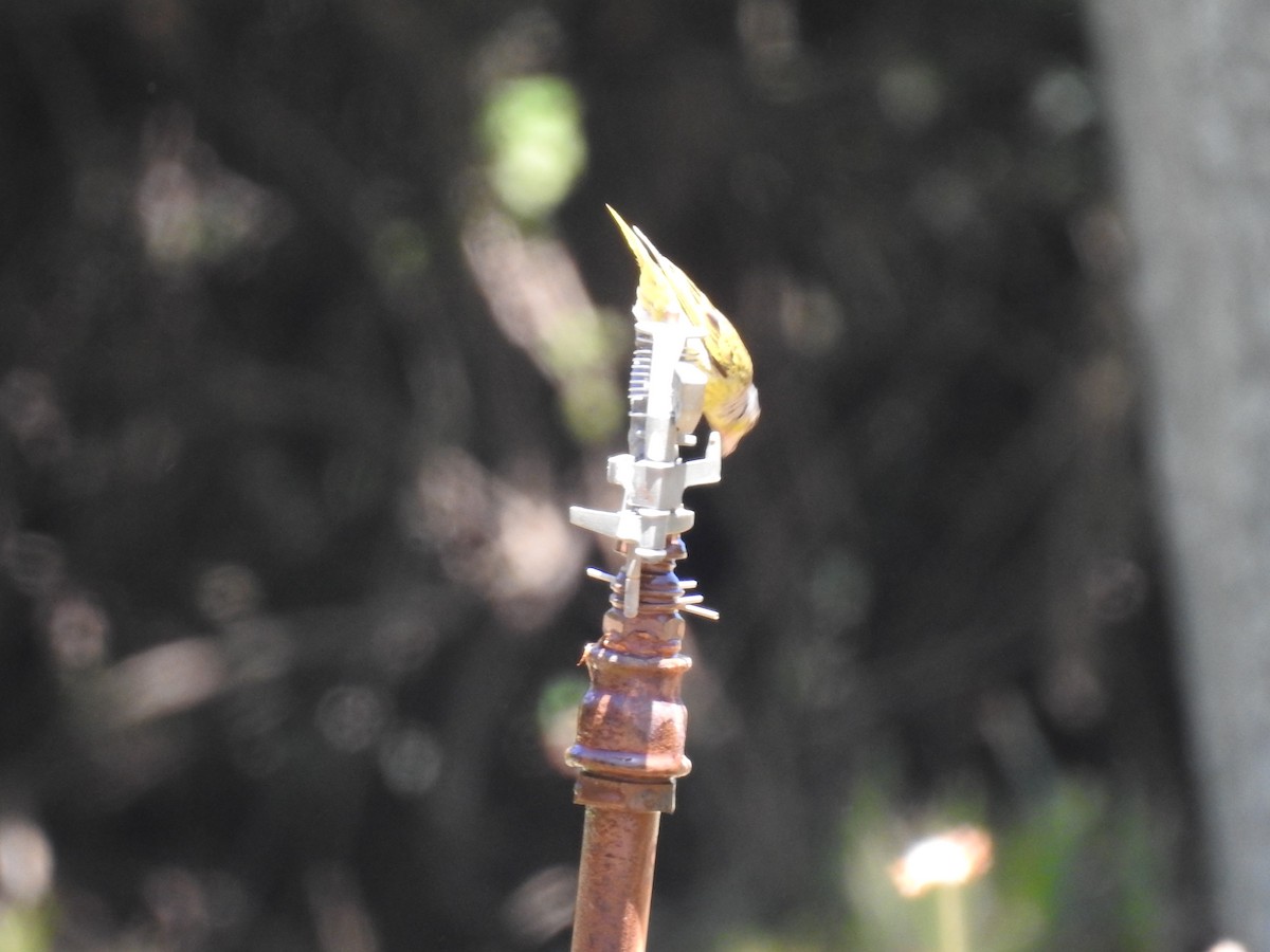 Cape Canary - ML645593069