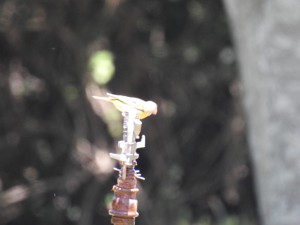 Cape Canary - ML645593070