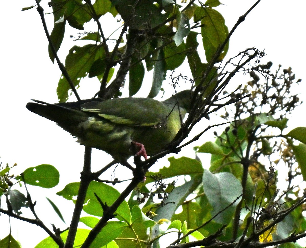 Pink-necked Green-Pigeon - ML645593071