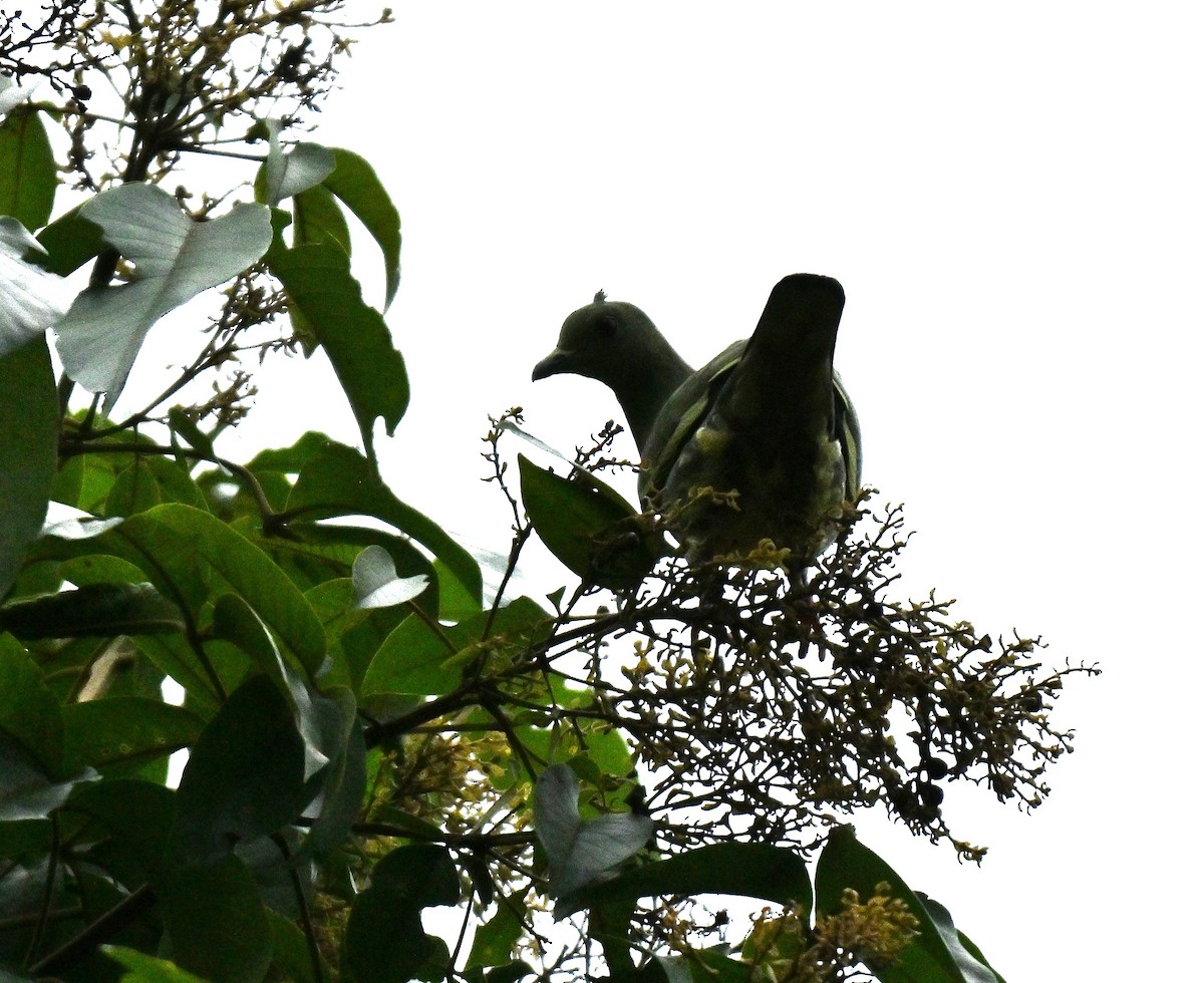 Pink-necked Green-Pigeon - ML645593072