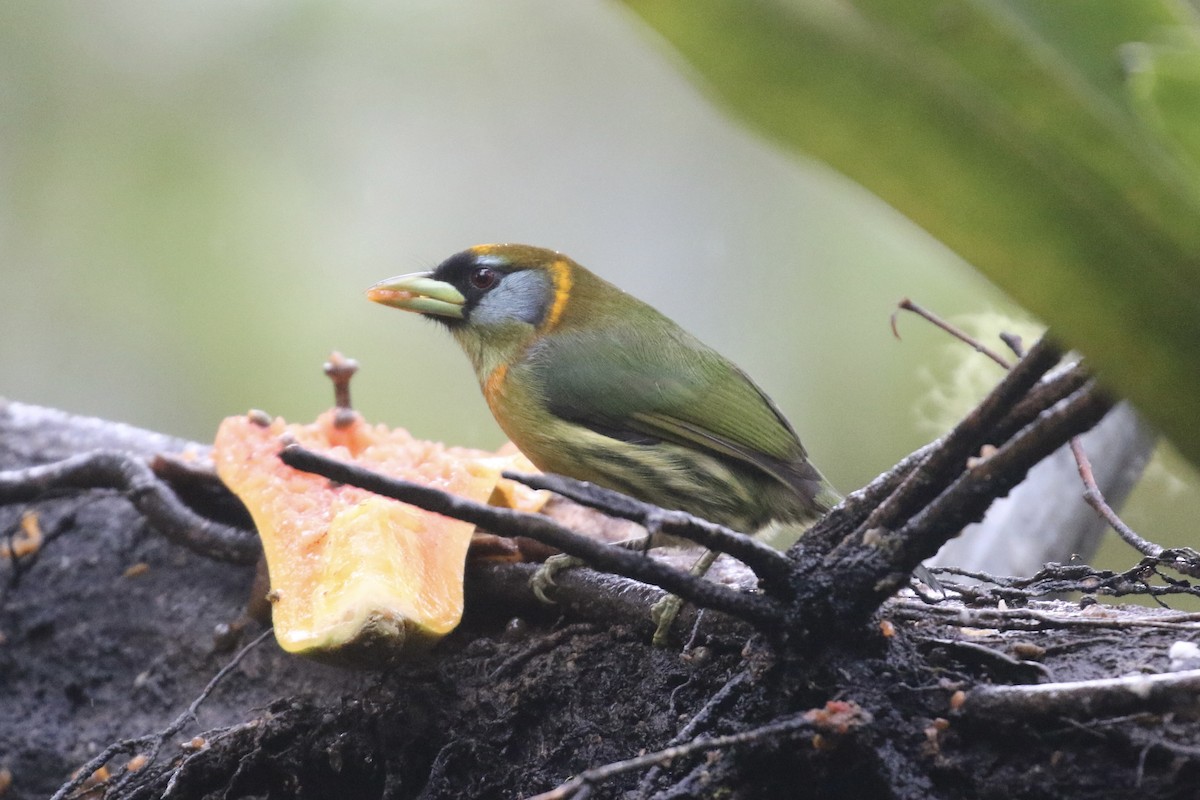 Red-headed Barbet - ML645593073