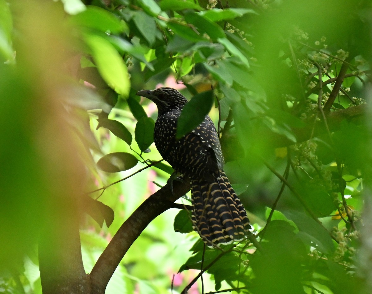 Asian Koel - ML645593075