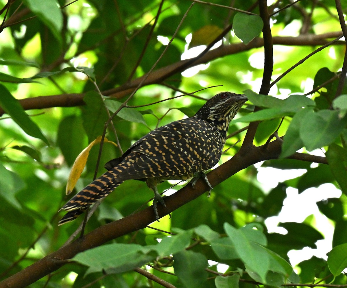 Asian Koel - ML645593076