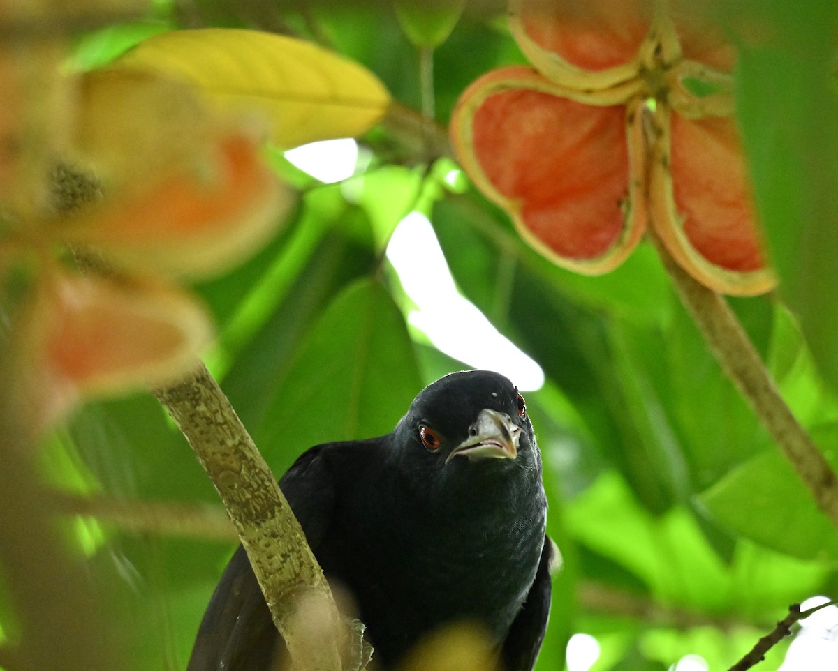 Asian Koel - ML645593077